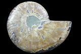 Agatized Ammonite Fossil (Half) #78407-1
